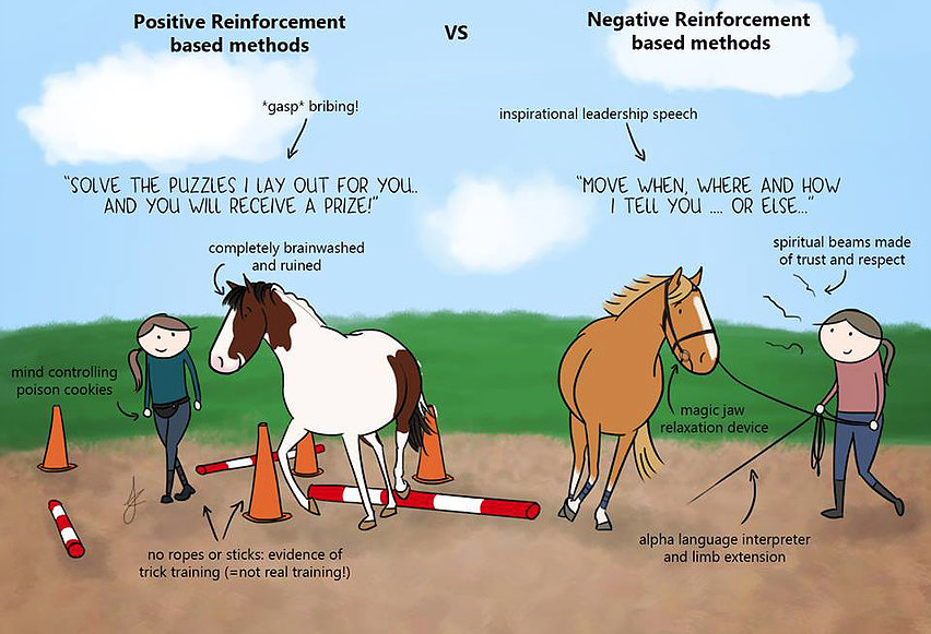 How horses learn
